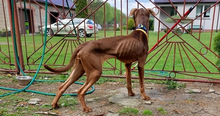Podaj Łapę Bullom - wołamy o pomoc!!