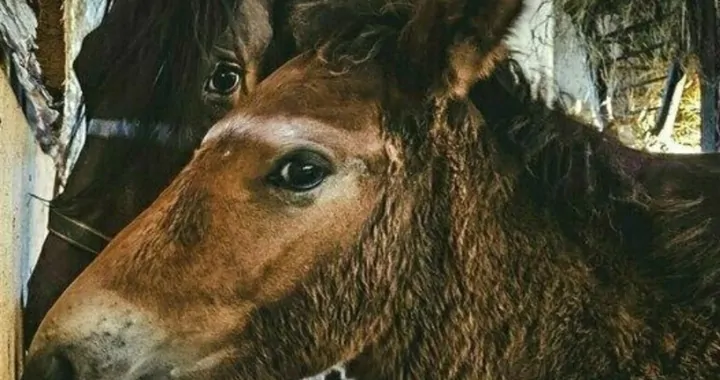 Uratujmy maszę