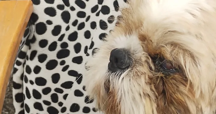 Uratuj Shih tzu