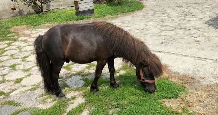 Budowa stajenki dla kucyka