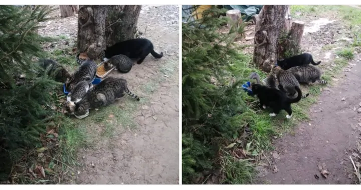 Na jedzenie dla kotków